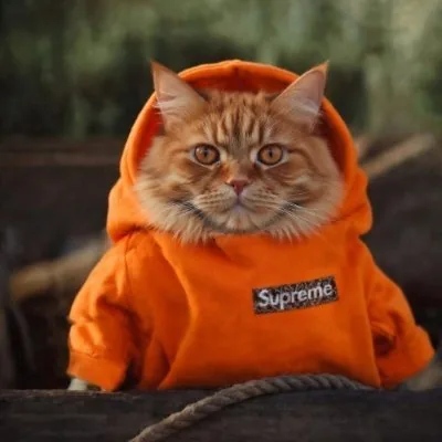 My cat